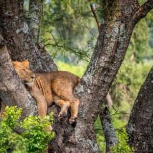 17 Days Uganda Classic Safari