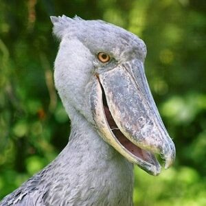 20 Days Uganda Birding Safari