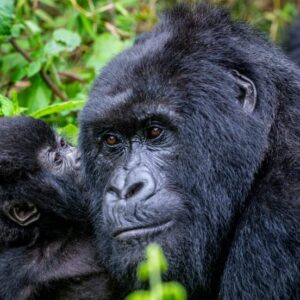 5 Days Gorilla & Chimpanzee Trekking Safari