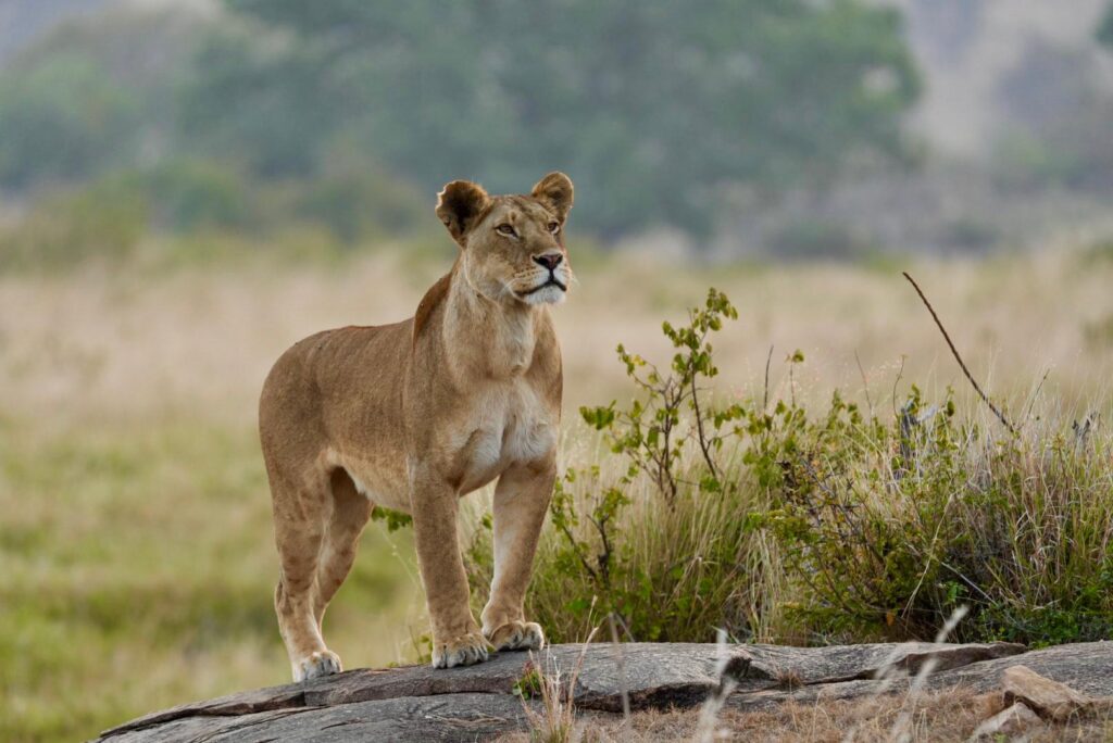 Best Times to Visit Kenya