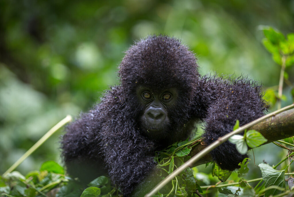 Best Times to Visit Uganda