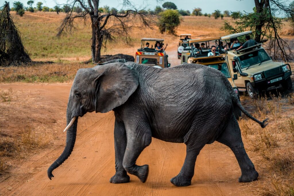 Game drive viewing in Queen Elizabeth National park