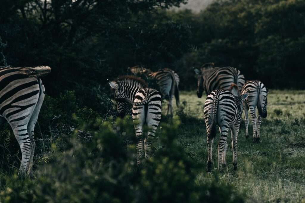 4 DAY GORILLA & BIG GAME SAFARI UGANDA