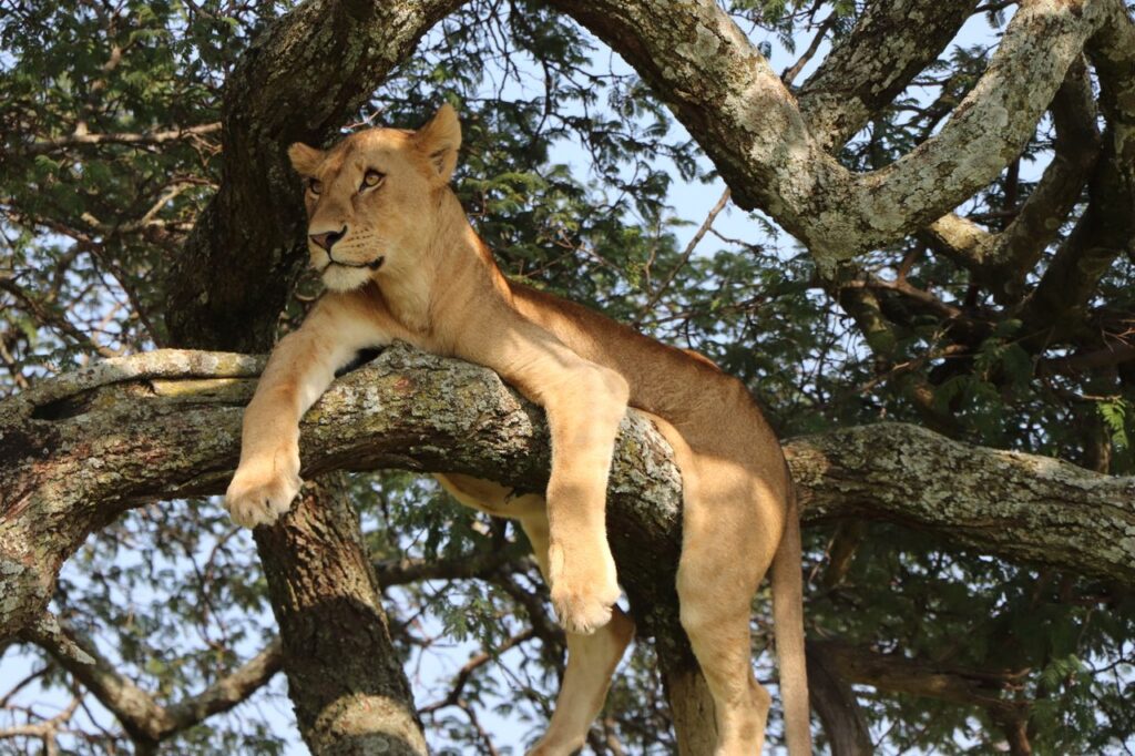 5 DAY QUEEN ELIZABETH & GORILLA TREKKING UGANDA SAFARI