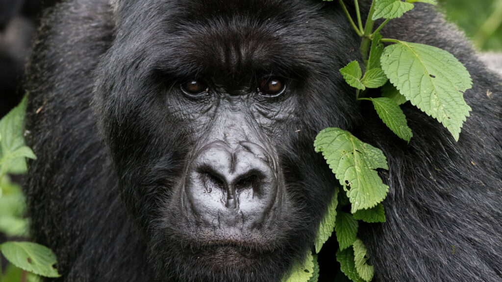 Best Times to Visit Rwanda