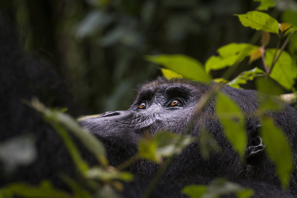 MGAHINGA GORILLA NATIONAL PARK