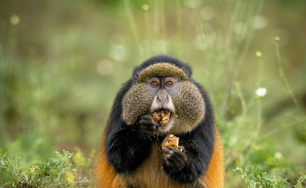 8 DAY UGANDA GREAT APE SAFARI