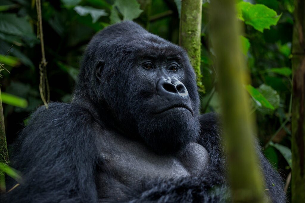 GORILLA TREKKING SAFARI UGANDA
