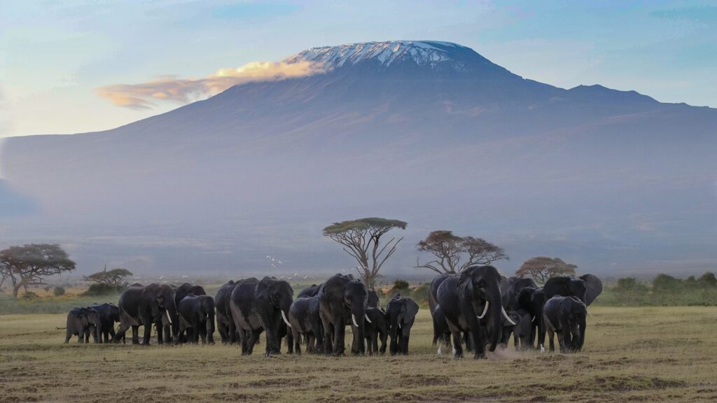 AMBOSELI NATIONAL PARK
