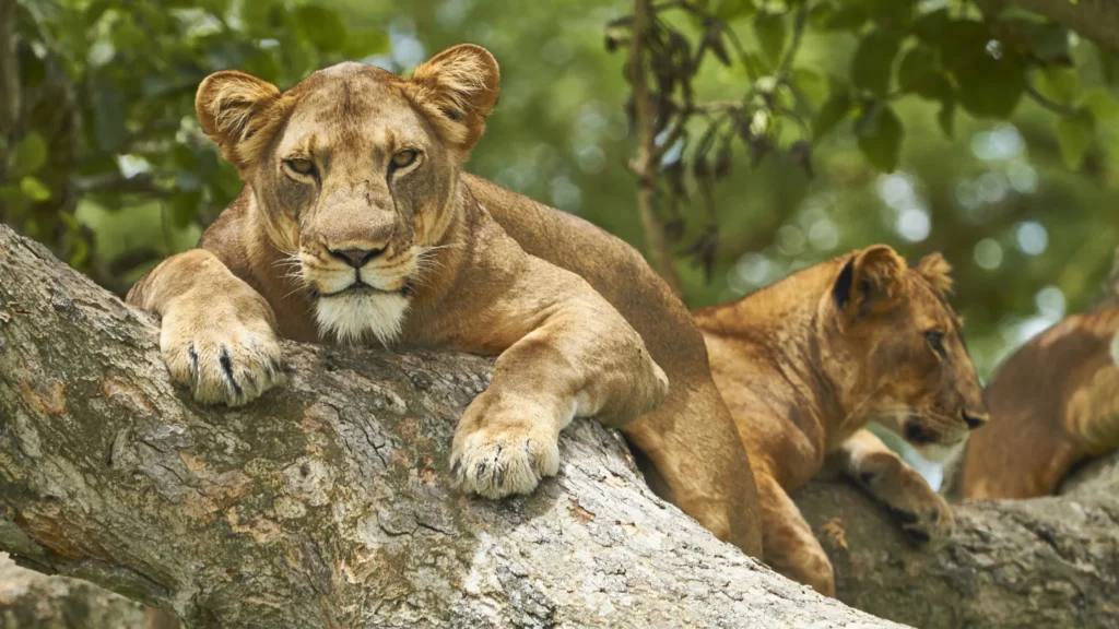 QUEEN ELIZABETH NATIONAL PARK