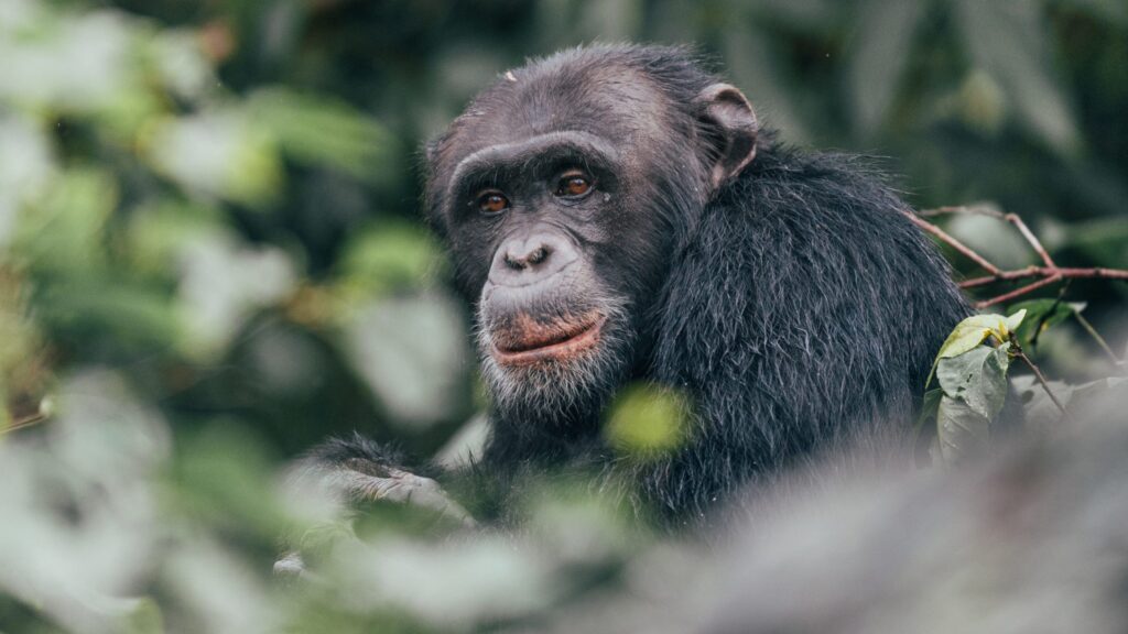 6 DAYS GORILLA TREKKING & CHIMPANZEE TREKKING UGANDA SAFARI