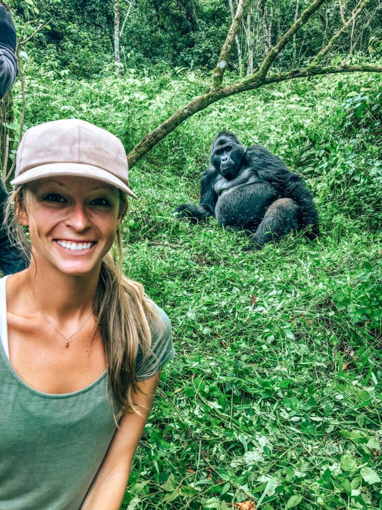 Mountain gorilla habituation photo moment in Bwindi Impenetrable Forest National Park