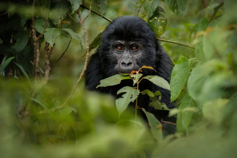Gorilla Trekking