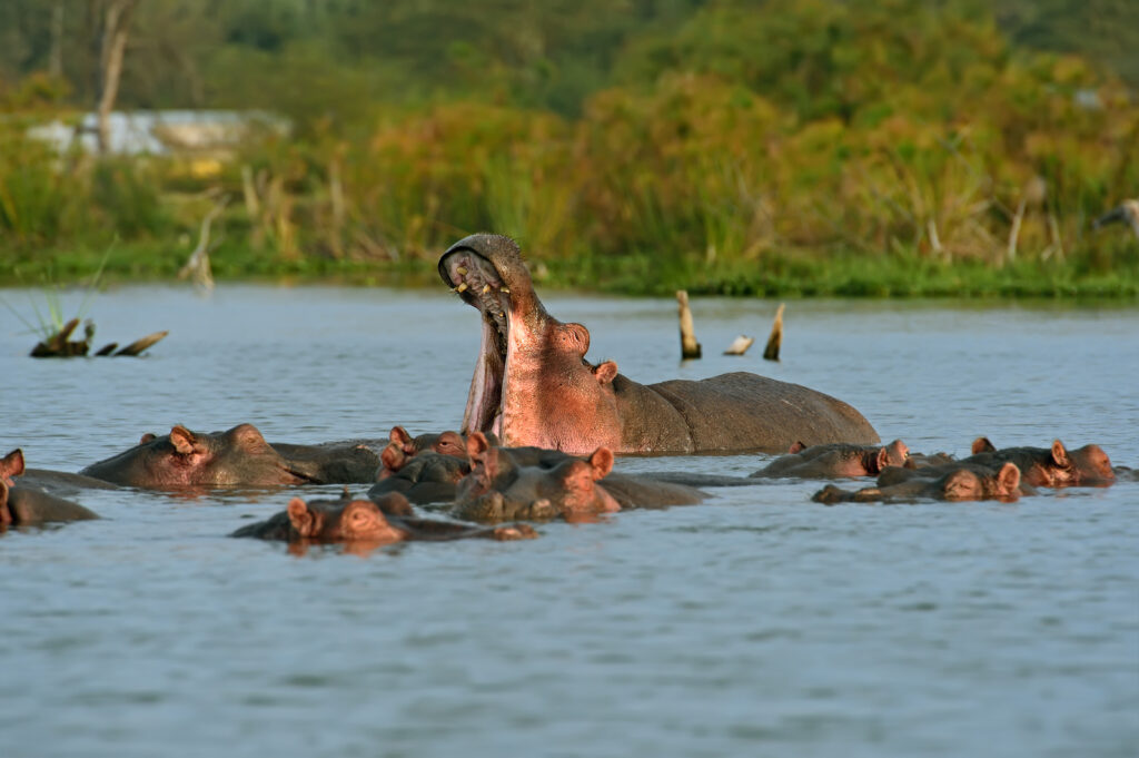 LAKE NAIVASHA