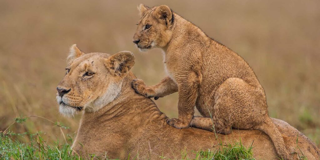 4 DAYS MASAI MARA GREAT MIGRATION SAFARI