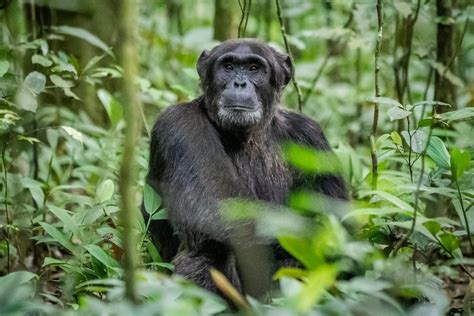Chimpanzee Trekking