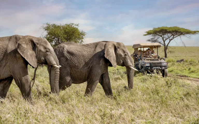Big Game Drives