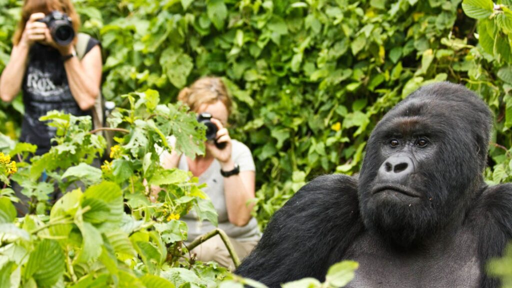 4 DAYS GORILLA & BIG GAME SAFARI UGANDA