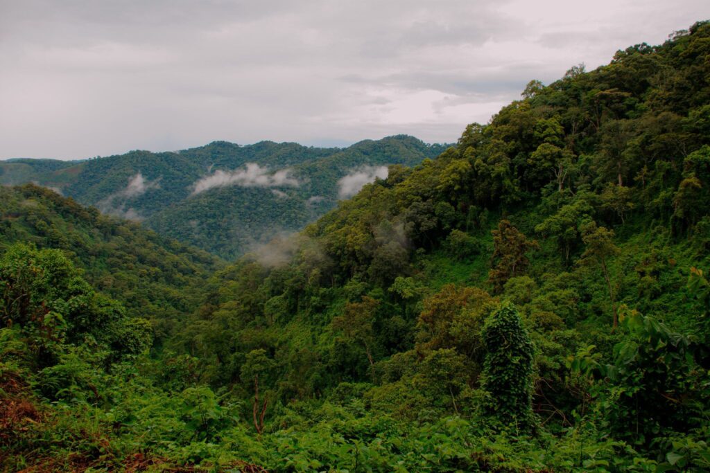 BWINDI IMPENETRABLE NATIONAL PARK