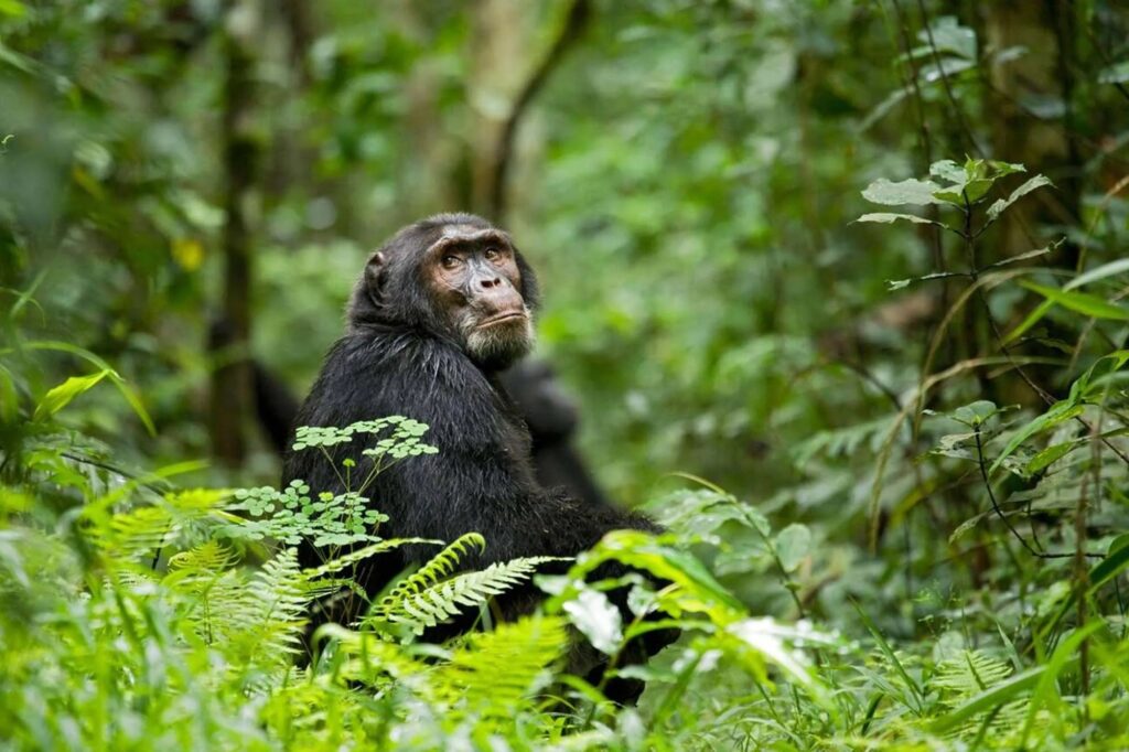 5 DAY GORILLA TREKKING & CHIMPANZEE TREKKING UGANDA SAFARI