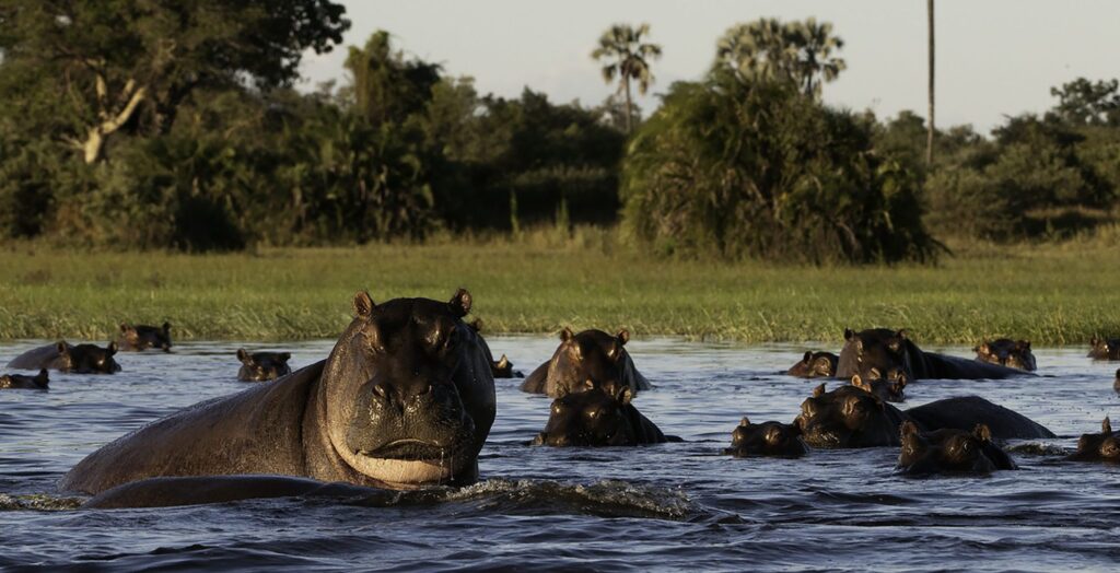 MOREMI GAME RESERVE