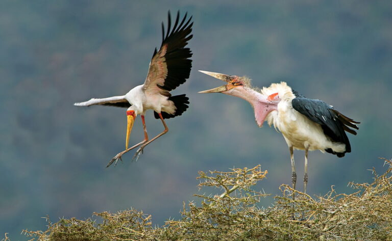 Birding