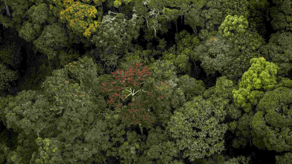 GISHWATI MUKURA NATIONAL PARK