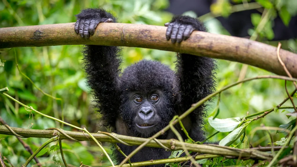 7-DAY GORILLA TREKKING RWANDA AND MASAI MARA SAFARI