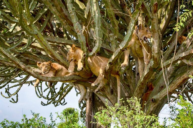 Tree-Climbing Lions
