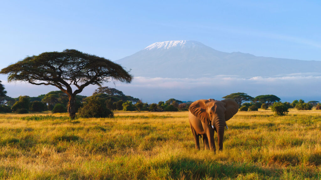 KILIMANJARO NATIONAL PARK