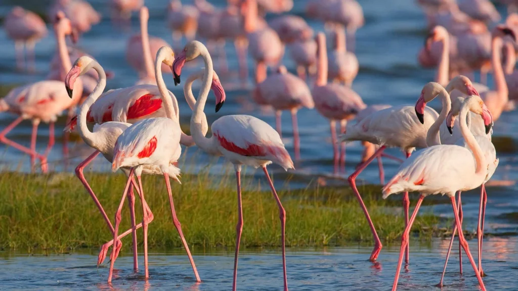 LAKE MANYARA NATIONAL PARK