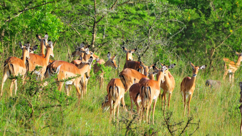 LAKE MBURO NATIONAL PARK