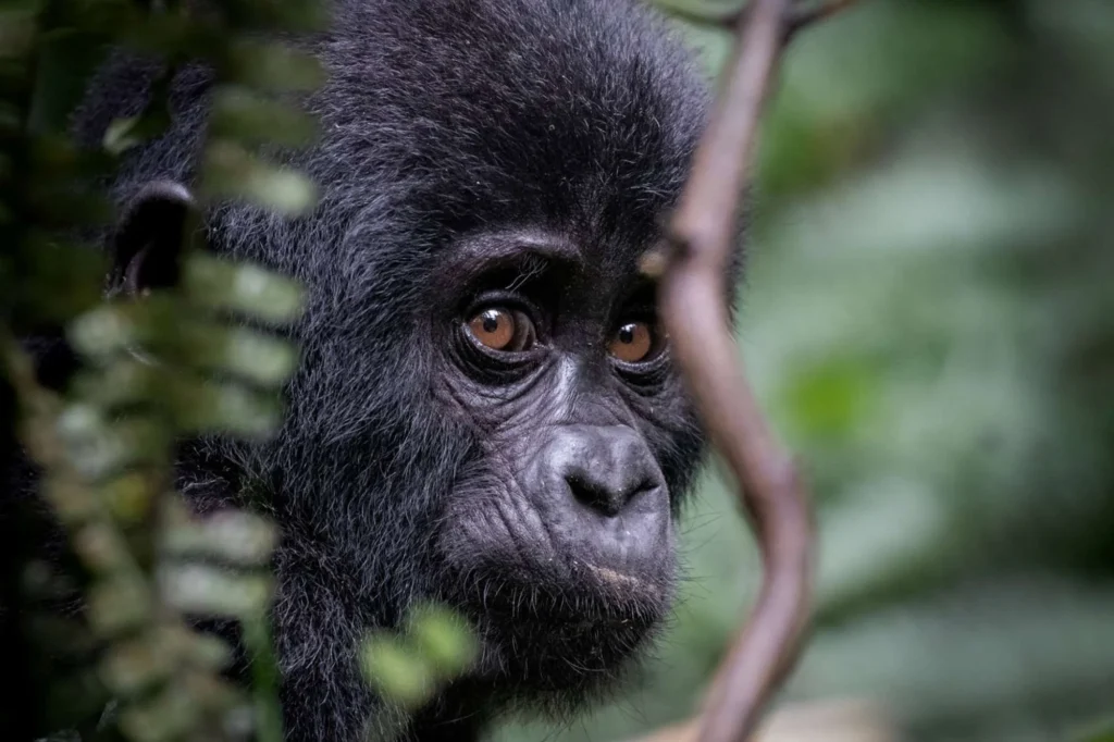 3 DAY GORILLA TREKKING SAFARI RWANDA