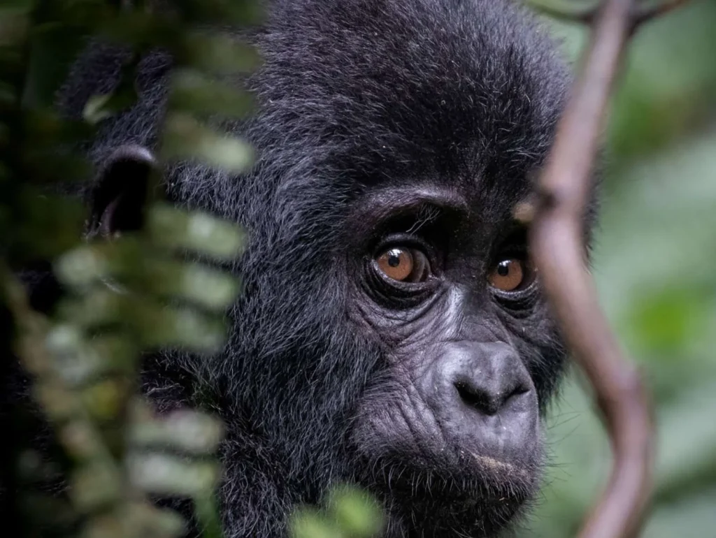 3 Day Gorilla Trekking Safari Rwanda
