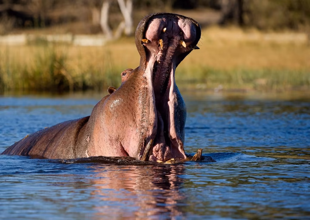 OKAVANGO DELTA