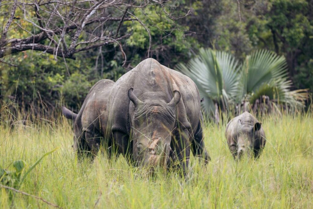 4 DAY MURCHISON FALLS BIG FIVE & CHIMPANZEE TREKKING SAFARI