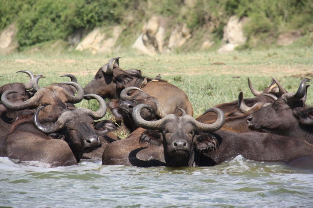 4 DAYS MURCHISON FALLS BIG FIVE & CHIMPANZEE TREKKING SAFARI