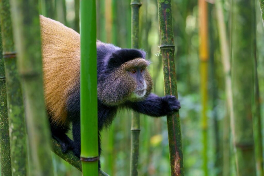 3 DAYS GORILLA TREKKING & GOLDEN MONKEY TREKKING SAFARI RWANDA