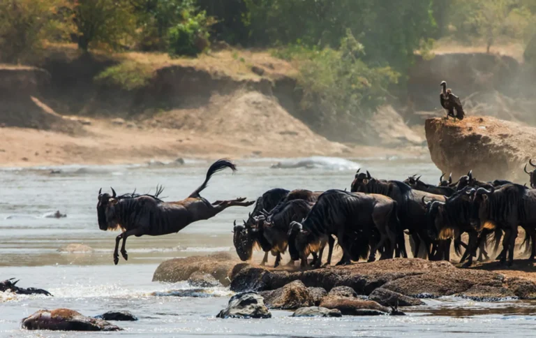 The Great Migration