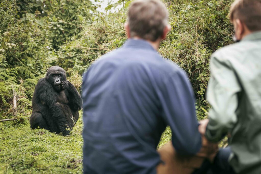 3 DAYS GORILLA TREKKING SAFARI RWANDA