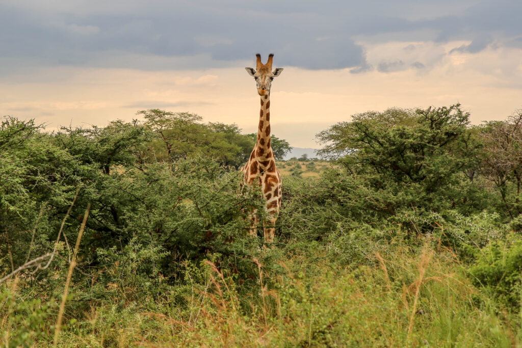 5-DAY SERENGETI & NGORONGORO SAFARI