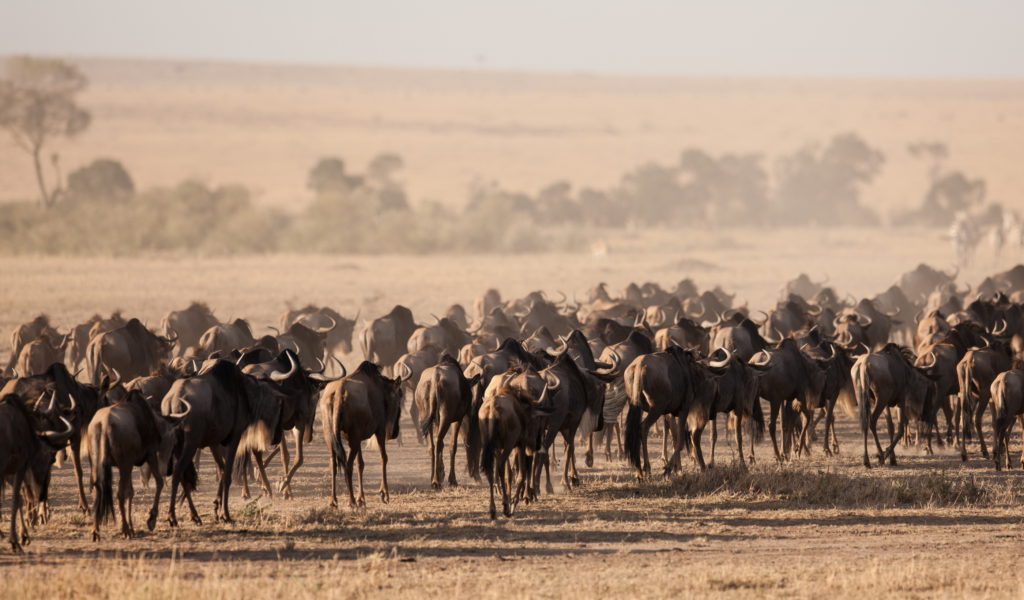 8 DAYS GREAT MIGRATION LUXURY SAFARI