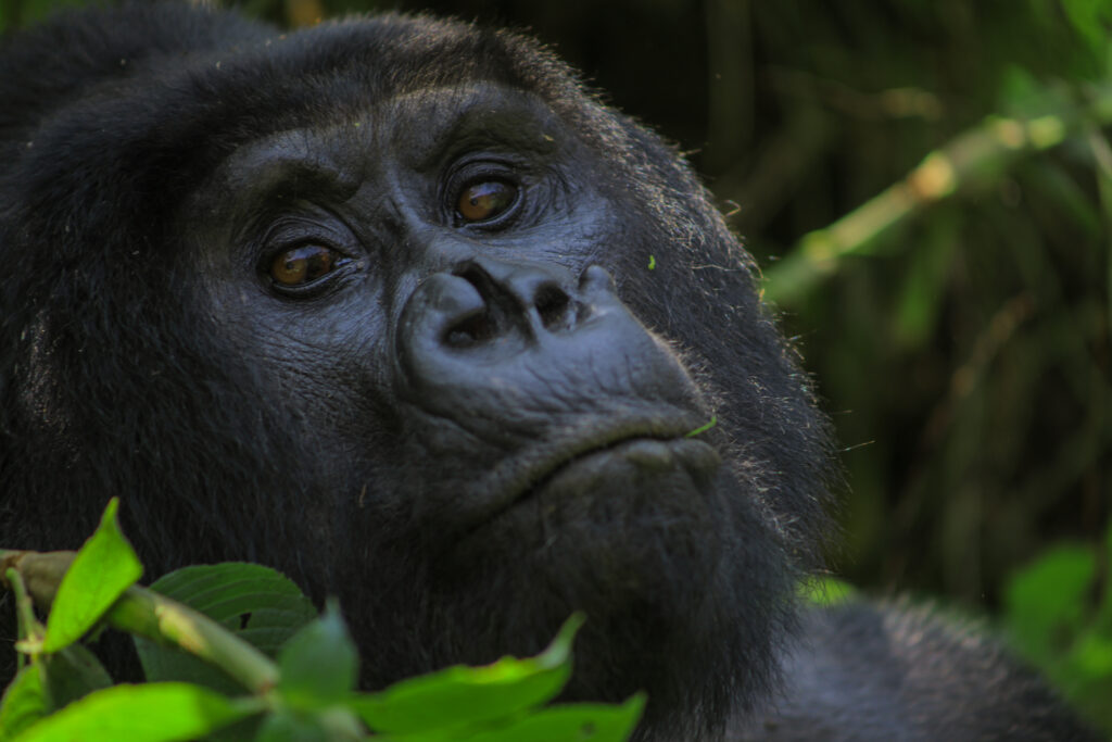 3 DAY GORILLA SAFARI RWANDA – UGANDA