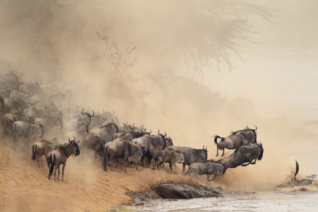 8-DAY GORILLA TREKKING & TANZANIA GREAT MIGRATION SAFARI
