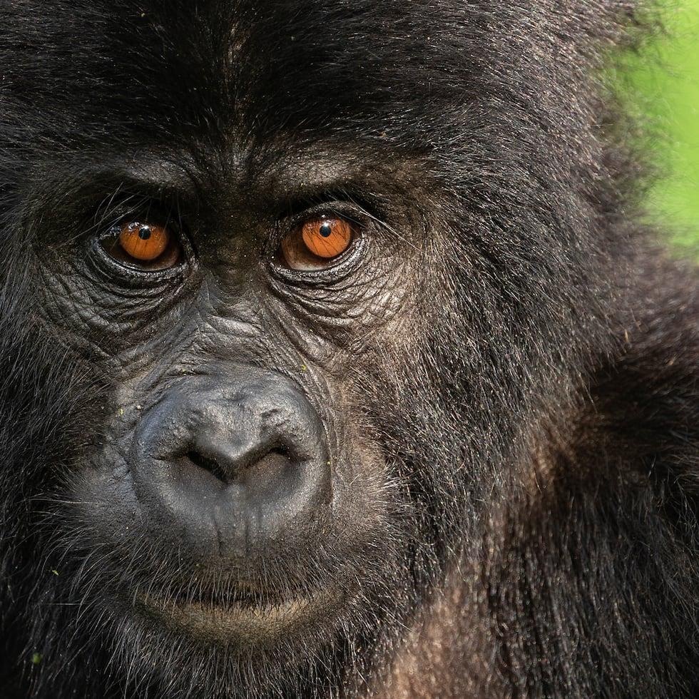 7 DAY CHIMPANZEE, GORILLA HABITUATION & BIG GAME SAFARI UGANDA