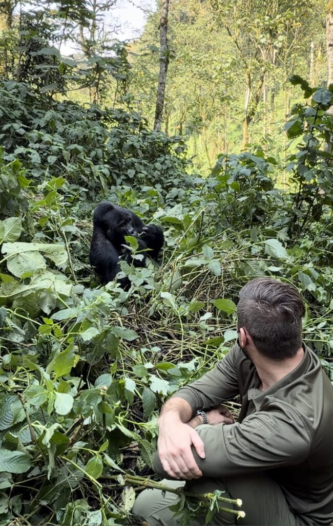 3 DAY UGANDA GORILLA HABITUATION SAFARI