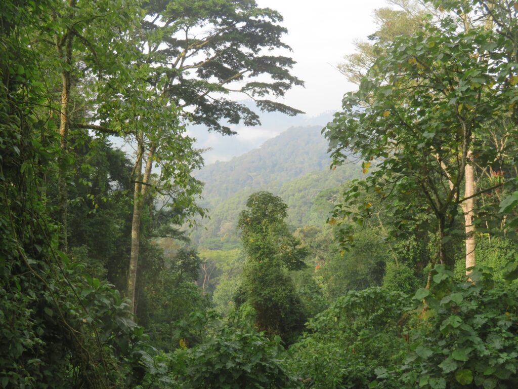 Image of Bwindi Impenetrable Forest
