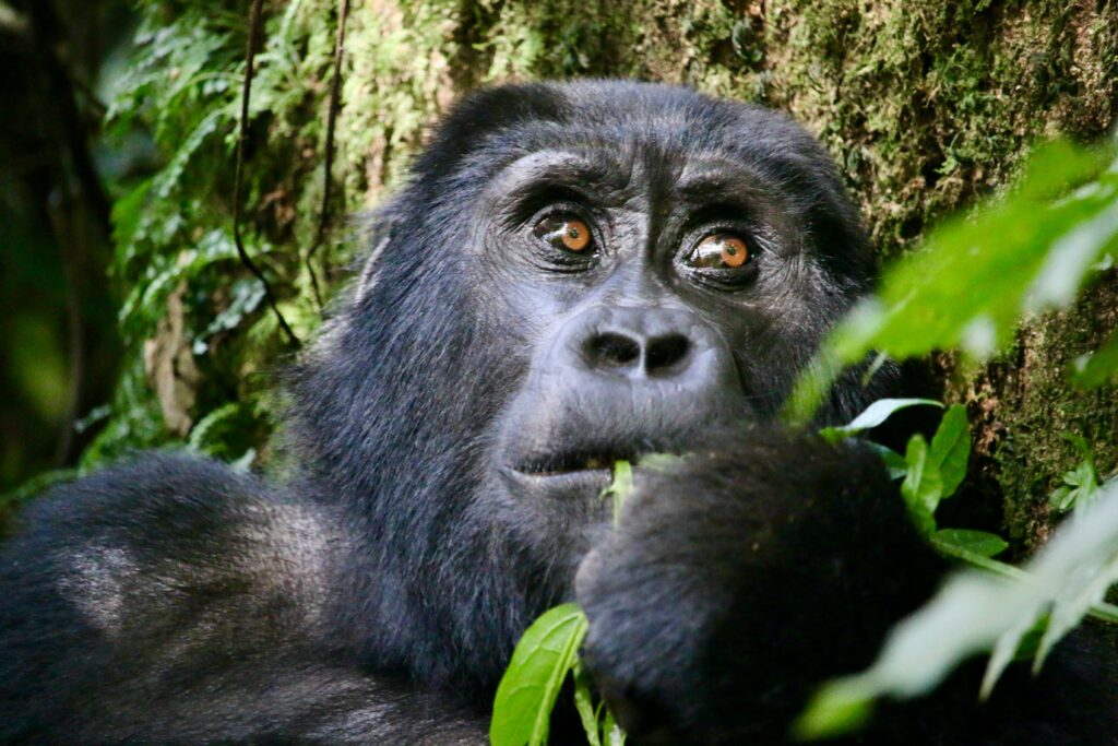 Buutu safaris image of habitauted gorilla