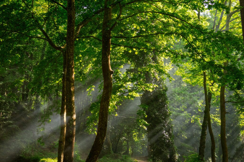 Forest cover in Kibale Forest National Park