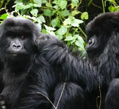 3-day-gorilla-trekking-rwanda-3787538576